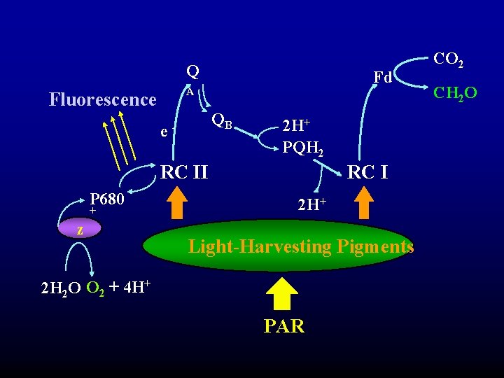 Q Fd A Fluorescence e QB - 2 H+ PQH 2 RC II P