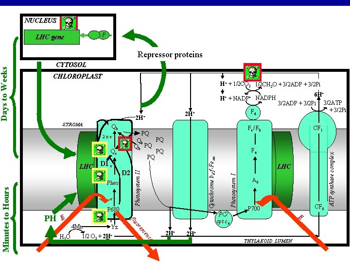 NUCLEUS P LHC gene CYTOSOL CHLOROPLAST H+ + 1/2 CO 2 1/2 CH 2