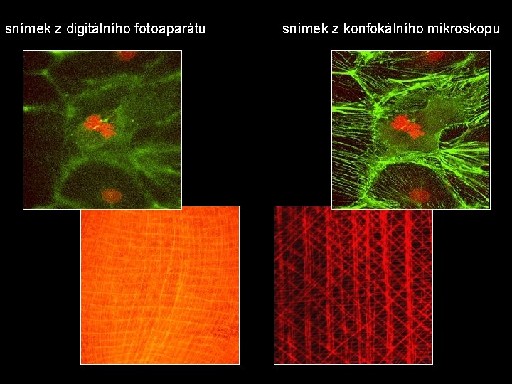 snímek z digitálního fotoaparátu snímek z konfokálního mikroskopu 