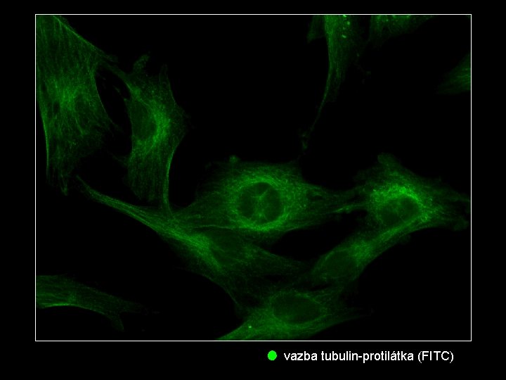 vazba tubulin-protilátka (FITC) 