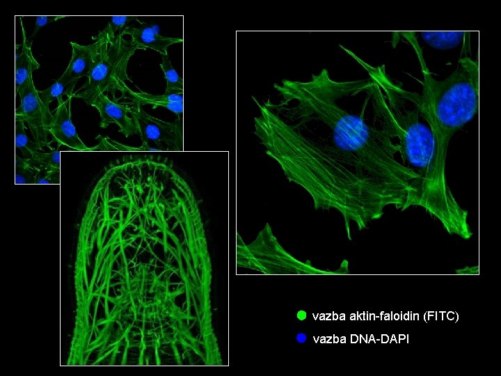 vazba aktin-faloidin (FITC) vazba DNA-DAPI 