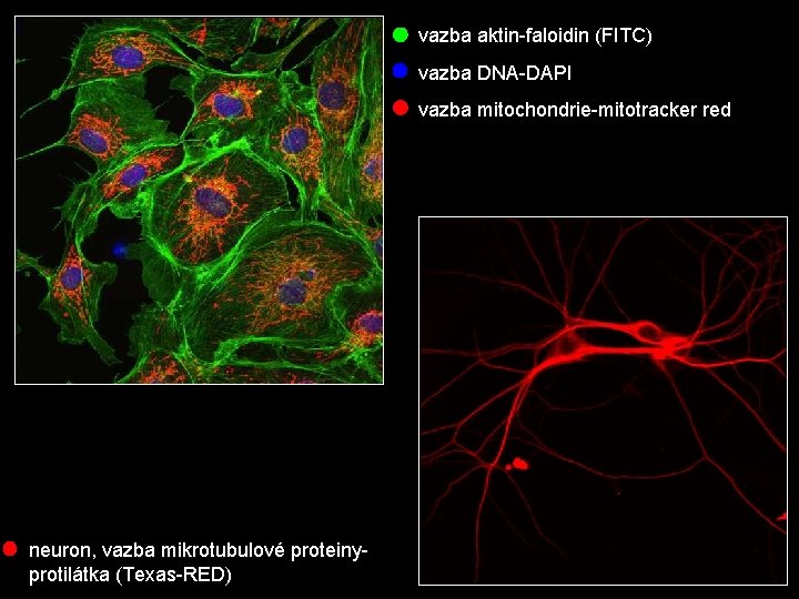 vazba aktin-faloidin (FITC) vazba DNA-DAPI vazba mitochondrie-mitotracker red neuron, vazba mikrotubulové proteinyprotilátka (Texas-RED) 