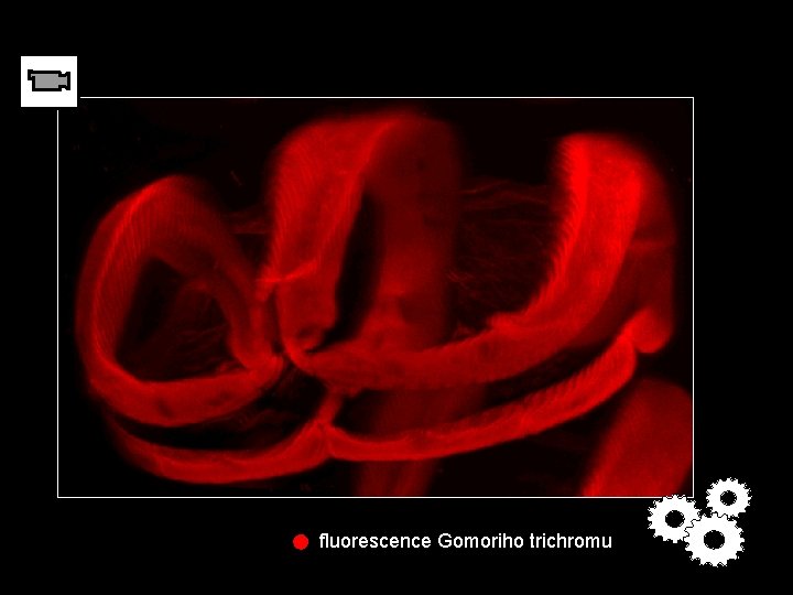 fluorescence Gomoriho trichromu 