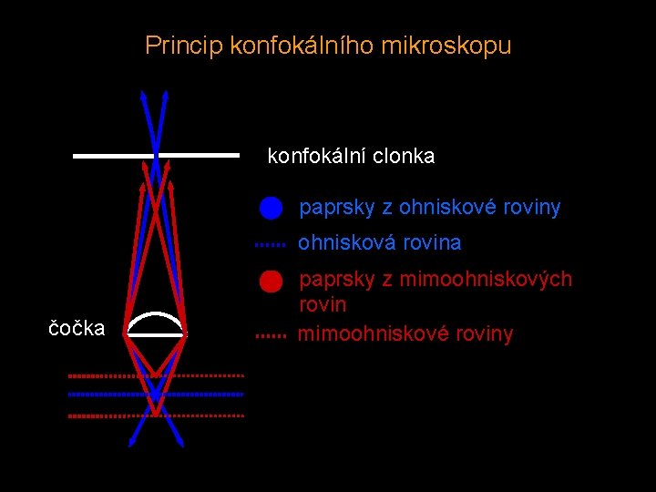 Princip konfokálního mikroskopu konfokální clonka paprsky z ohniskové roviny ohnisková rovina čočka paprsky z