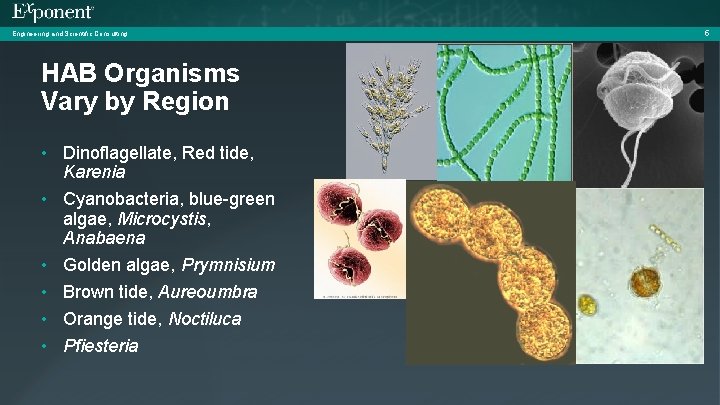 Engineering and Scientific Consulting HAB Organisms Vary by Region • Dinoflagellate, Red tide, Karenia