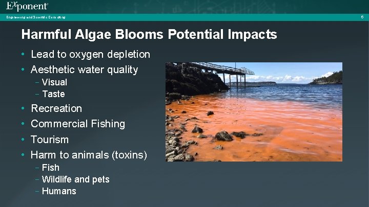 Engineering and Scientific Consulting Harmful Algae Blooms Potential Impacts • Lead to oxygen depletion