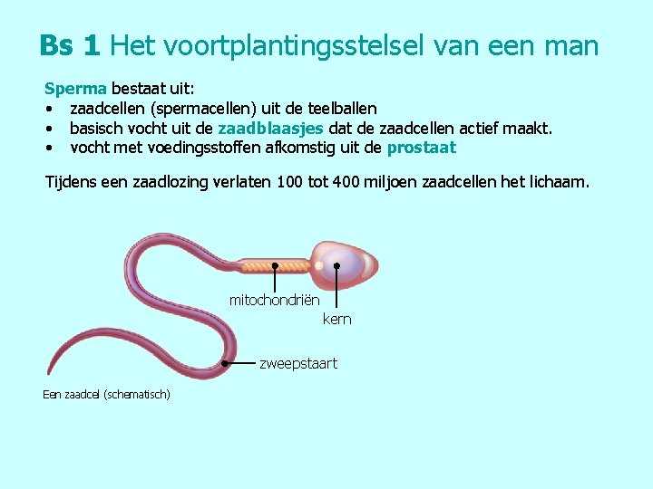 Bs 1 Het voortplantingsstelsel van een man Sperma bestaat uit: • zaadcellen (spermacellen) uit