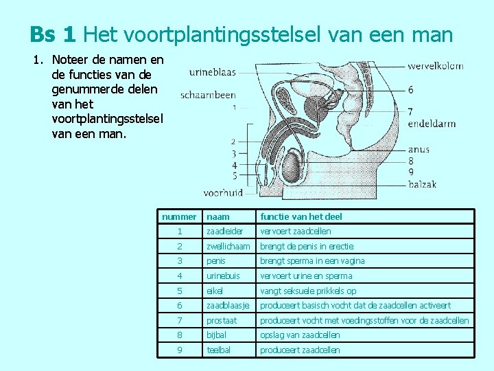 Bs 1 Het voortplantingsstelsel van een man 1. Noteer de namen en de functies