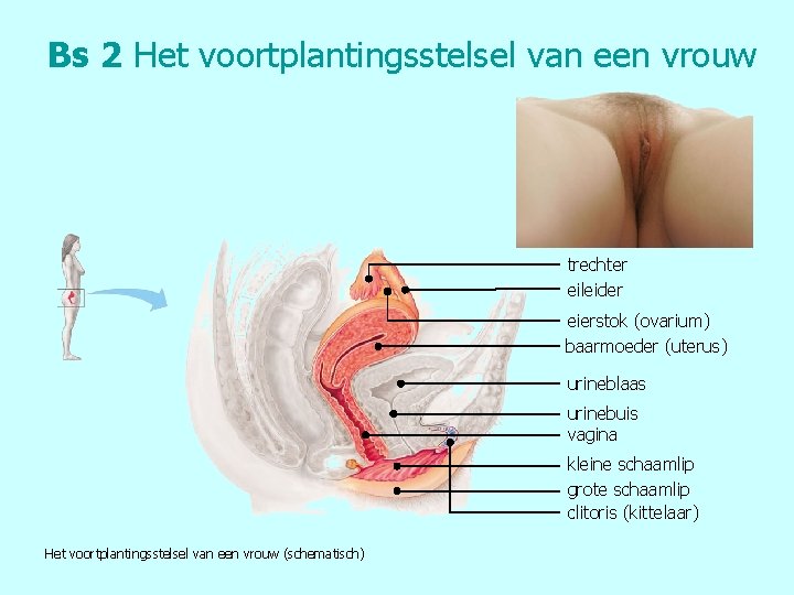 Bs 2 Het voortplantingsstelsel van een vrouw trechter eileider eierstok (ovarium) baarmoeder (uterus) urineblaas