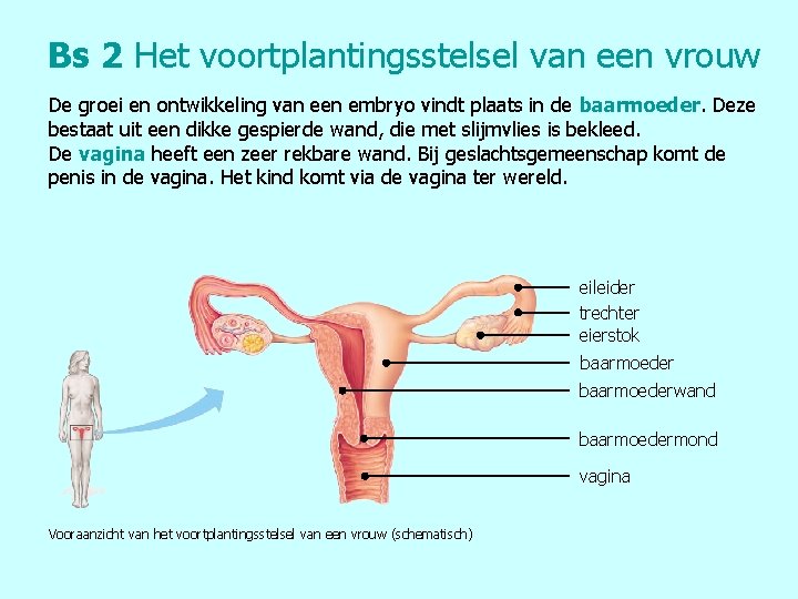 Bs 2 Het voortplantingsstelsel van een vrouw De groei en ontwikkeling van een embryo