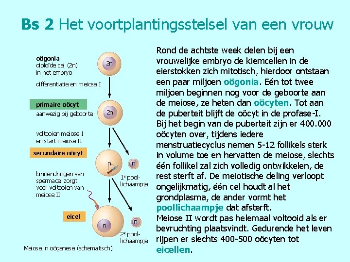 Bs 2 Het voortplantingsstelsel van een vrouw oögonia diploïde cel (2 n) in het