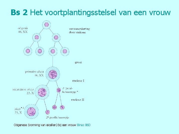 Bs 2 Het voortplantingsstelsel van een vrouw Oögenese (vorming van eicellen) bij een vrouw