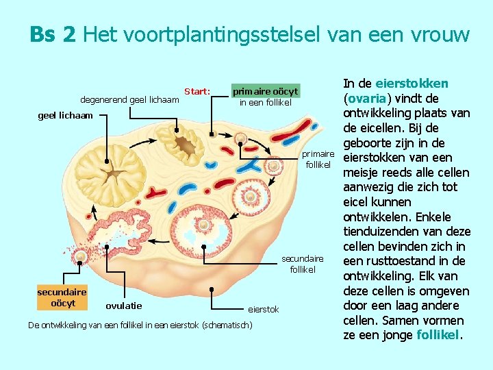 Bs 2 Het voortplantingsstelsel van een vrouw degenerend geel lichaam Start: primaire oöcyt in