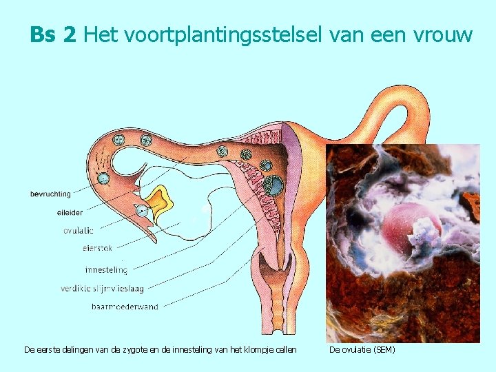 Bs 2 Het voortplantingsstelsel van een vrouw De eerste delingen van de zygote en