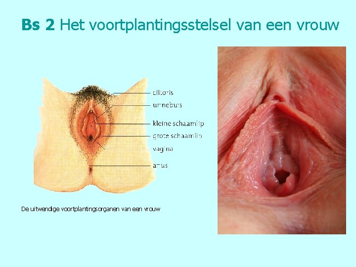 Bs 2 Het voortplantingsstelsel van een vrouw De uitwendige voortplantingsorganen van een vrouw 