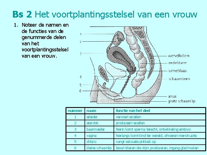 Bs 2 Het voortplantingsstelsel van een vrouw 1. Noteer de namen en de functies