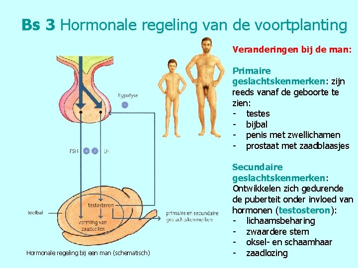 Bs 3 Hormonale regeling van de voortplanting Veranderingen bij de man: Primaire geslachtskenmerken: zijn