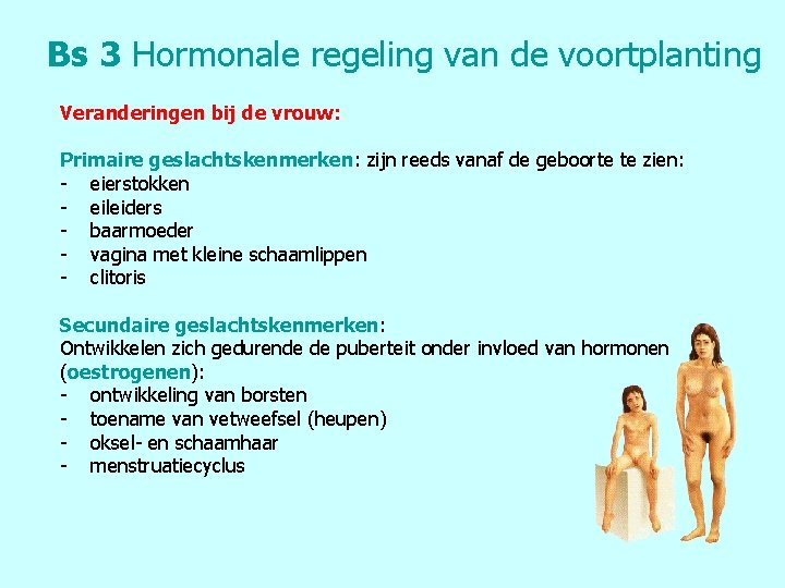 Bs 3 Hormonale regeling van de voortplanting Veranderingen bij de vrouw: Primaire geslachtskenmerken: zijn
