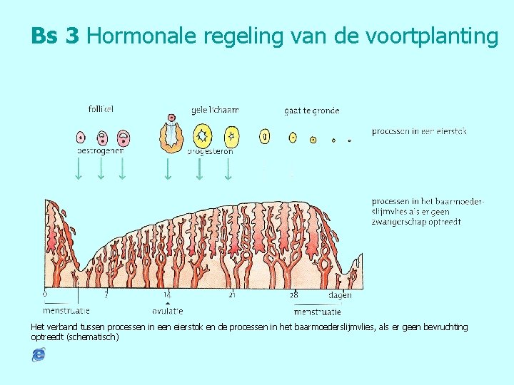 Bs 3 Hormonale regeling van de voortplanting Het verband tussen processen in een eierstok