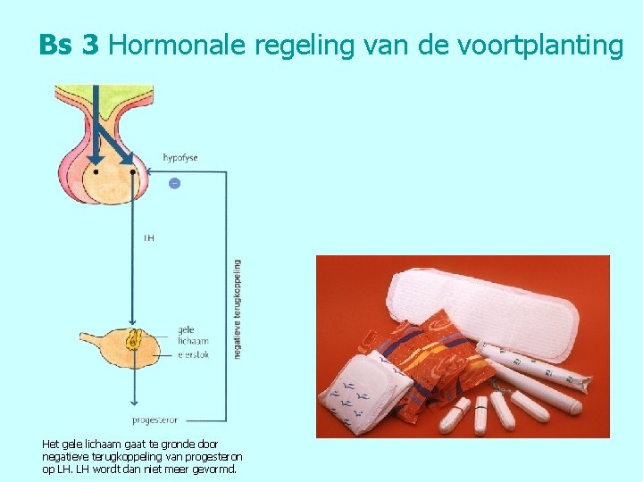 Bs 3 Hormonale regeling van de voortplanting Het gele lichaam gaat te gronde door