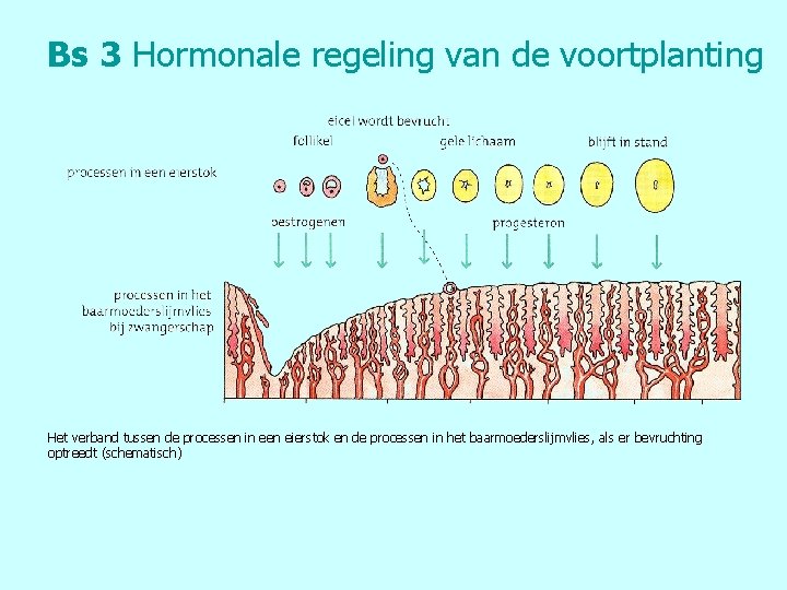 Bs 3 Hormonale regeling van de voortplanting Het verband tussen de processen in een