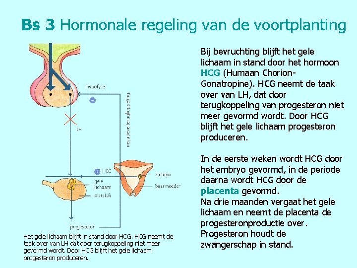 Bs 3 Hormonale regeling van de voortplanting Bij bevruchting blijft het gele lichaam in