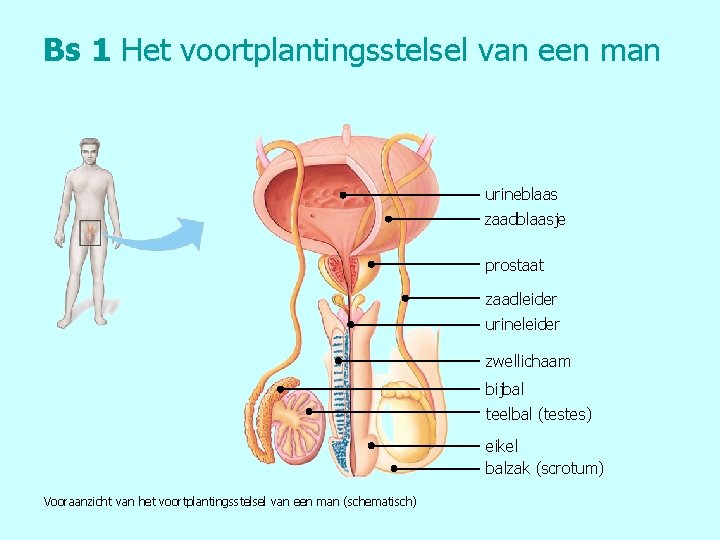 Bs 1 Het voortplantingsstelsel van een man urineblaas zaadblaasje prostaat zaadleider urineleider zwellichaam bijbal