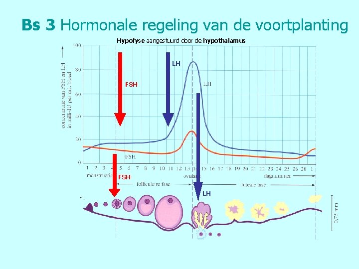 Bs 3 Hormonale regeling van de voortplanting Hypofyse aangestuurd door de hypothalamus LH FSH