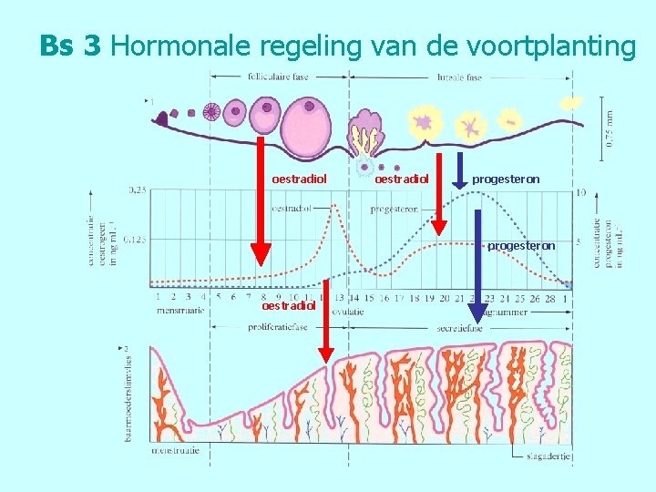 Bs 3 Hormonale regeling van de voortplanting oestradiol progesteron oestradiol 