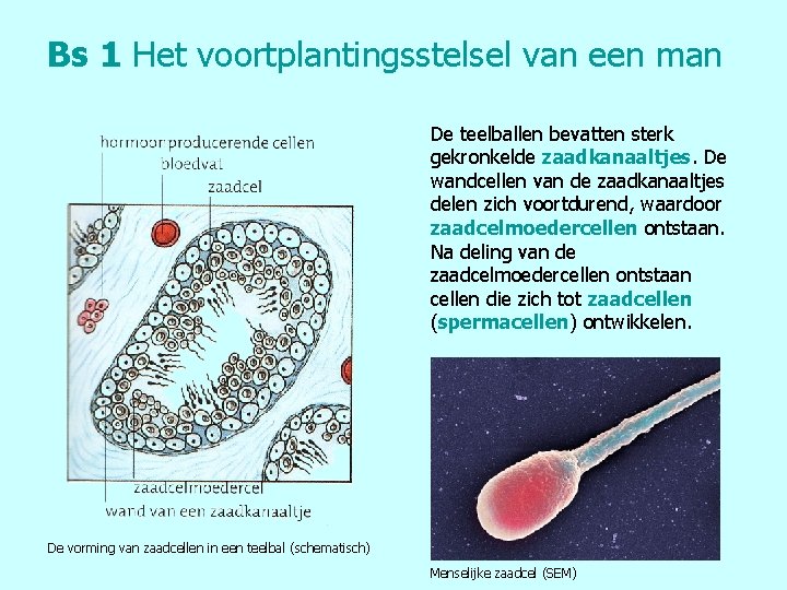 Bs 1 Het voortplantingsstelsel van een man De teelballen bevatten sterk gekronkelde zaadkanaaltjes. De