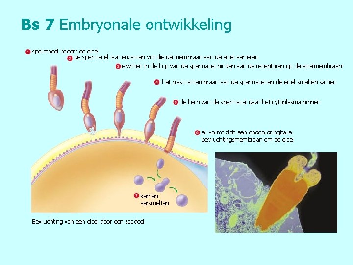 Bs 7 Embryonale ontwikkeling spermacel nadert de eicel de spermacel laat enzymen vrij die