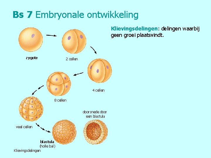 Bs 7 Embryonale ontwikkeling Klievingsdelingen: delingen waarbij geen groei plaatsvindt. zygote 2 cellen 4