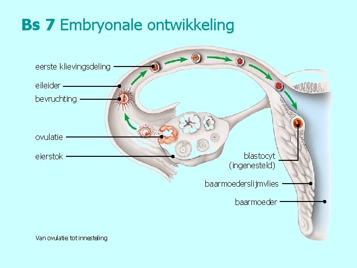 Bs 7 Embryonale ontwikkeling eerste klievingsdeling eileider bevruchting ovulatie eierstok blastocyt (ingenesteld) baarmoederslijmvlies baarmoeder