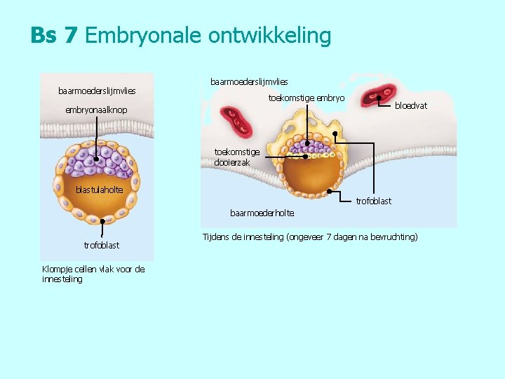 Bs 7 Embryonale ontwikkeling baarmoederslijmvlies toekomstige embryo bloedvat embryonaalknop toekomstige dooierzak blastulaholte trofoblast baarmoederholte