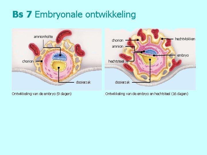 Bs 7 Embryonale ontwikkeling amnionholte chorion hechtvlokken amnion embryo chorion hechtsteel dooierzak Ontwikkeling van