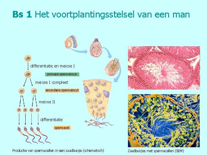 Bs 1 Het voortplantingsstelsel van een man 2 n differentiatie en meiose I 2