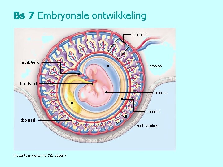 Bs 7 Embryonale ontwikkeling placenta navelstreng amnion hechtsteel embryo chorion dooierzak hechtvlokken Placenta is