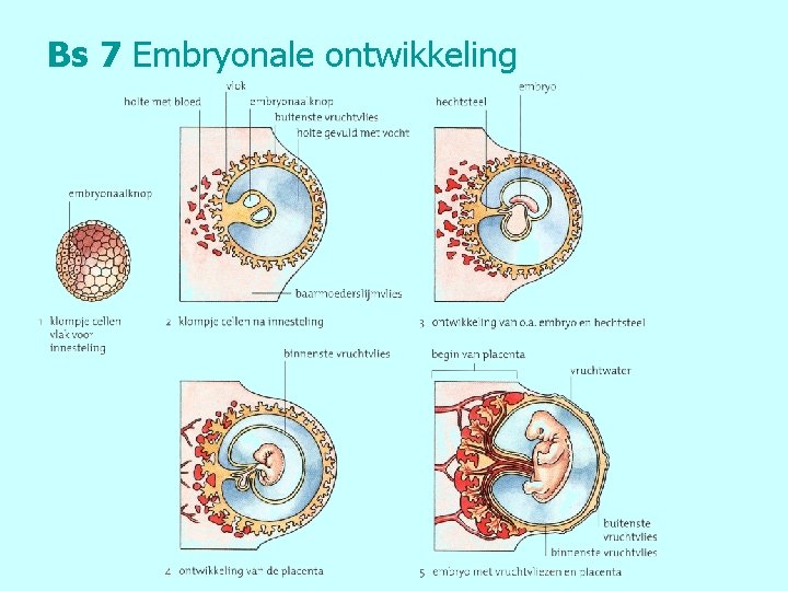 Bs 7 Embryonale ontwikkeling 