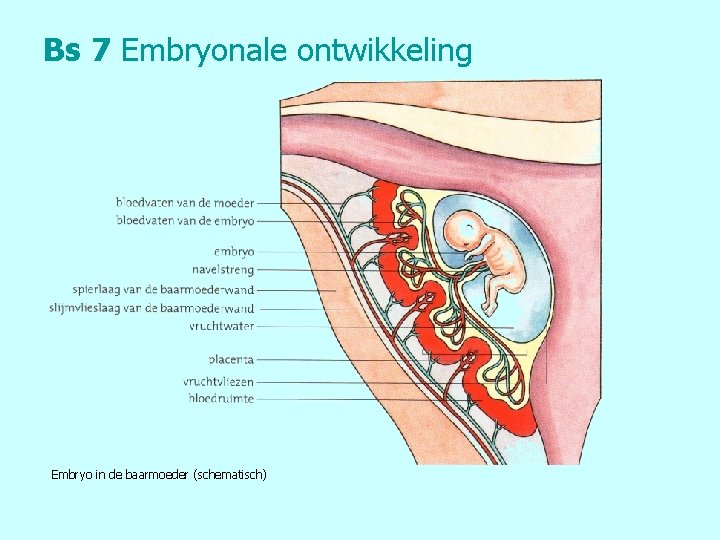 Bs 7 Embryonale ontwikkeling Embryo in de baarmoeder (schematisch) 