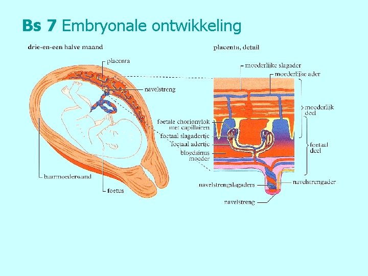 Bs 7 Embryonale ontwikkeling 