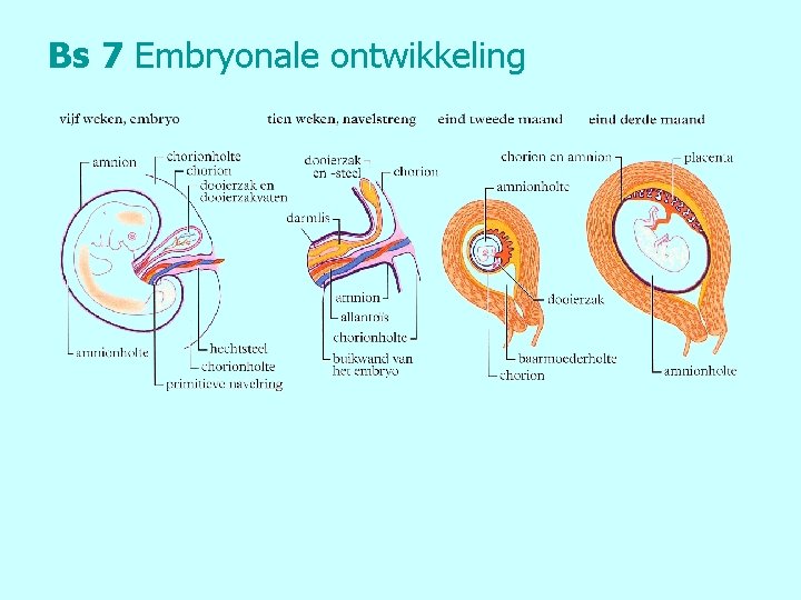 Bs 7 Embryonale ontwikkeling 