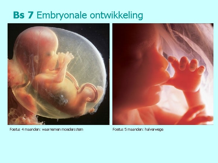 Bs 7 Embryonale ontwikkeling Foetus 4 maanden: waarnemen moedersstem Foetus 5 maanden: halverwege 