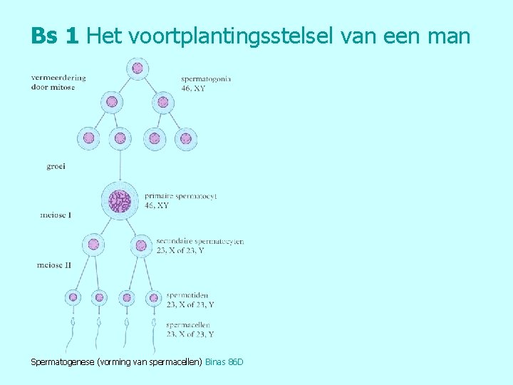 Bs 1 Het voortplantingsstelsel van een man Spermatogenese (vorming van spermacellen) Binas 86 D