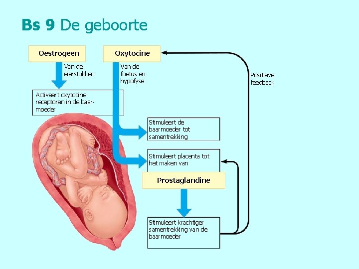 Bs 9 De geboorte Oestrogeen Van de eierstokken Oxytocine Van de foetus en hypofyse