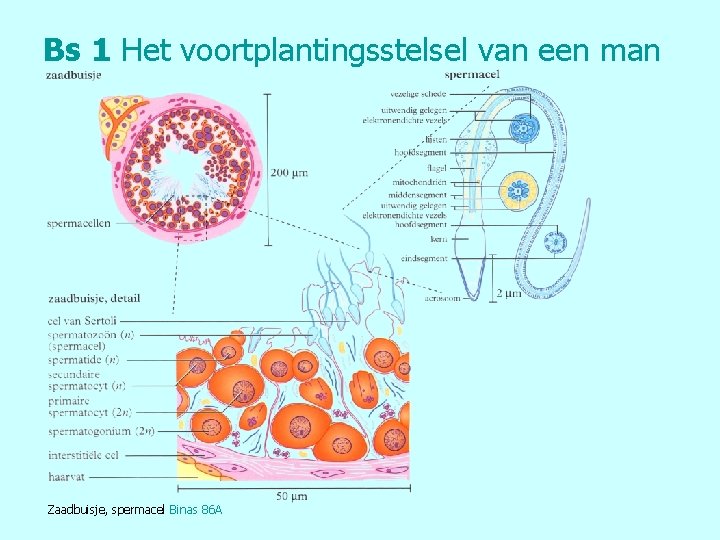 Bs 1 Het voortplantingsstelsel van een man Zaadbuisje, spermacel Binas 86 A 