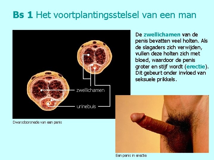 Bs 1 Het voortplantingsstelsel van een man De zwellichamen van de penis bevatten veel