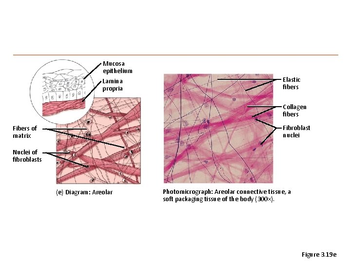 Mucosa epithelium Lamina propria Elastic fibers Collagen fibers Fibroblast nuclei Fibers of matrix Nuclei