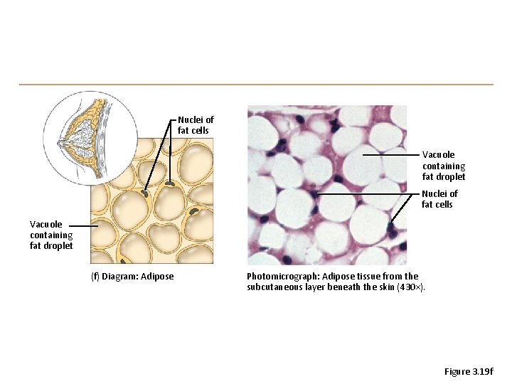 Nuclei of fat cells Vacuole containing fat droplet (f) Diagram: Adipose Photomicrograph: Adipose tissue