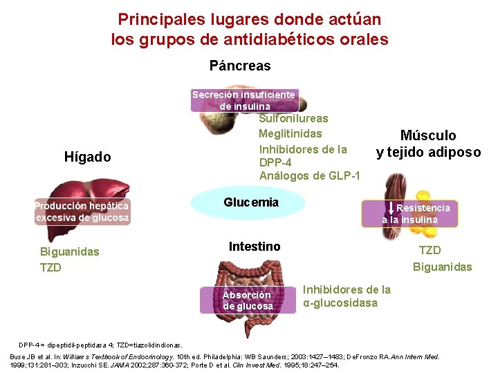 Principales lugares donde actúan los grupos de antidiabéticos orales Páncreas Secreción insuficiente de insulina