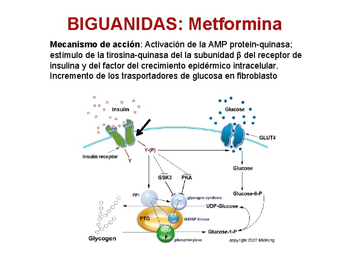 BIGUANIDAS: Metformina Mecanismo de acción: Activación de la AMP protein-quinasa; estímulo de la tirosina-quinasa